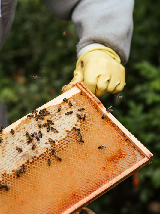 The Benefits of Raw Honey: A Better Way to Indulge